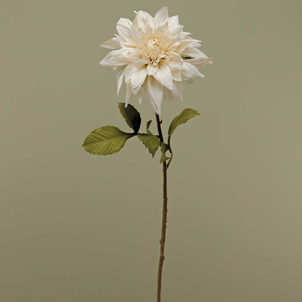 HEIRLOOM DAHLIA X1 TAUPE